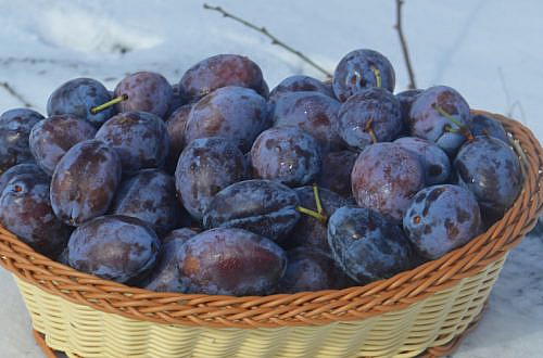 alt_Prune calitative în mijloc de februarie? Vedeți schema de protecție și fertilizare utilizată