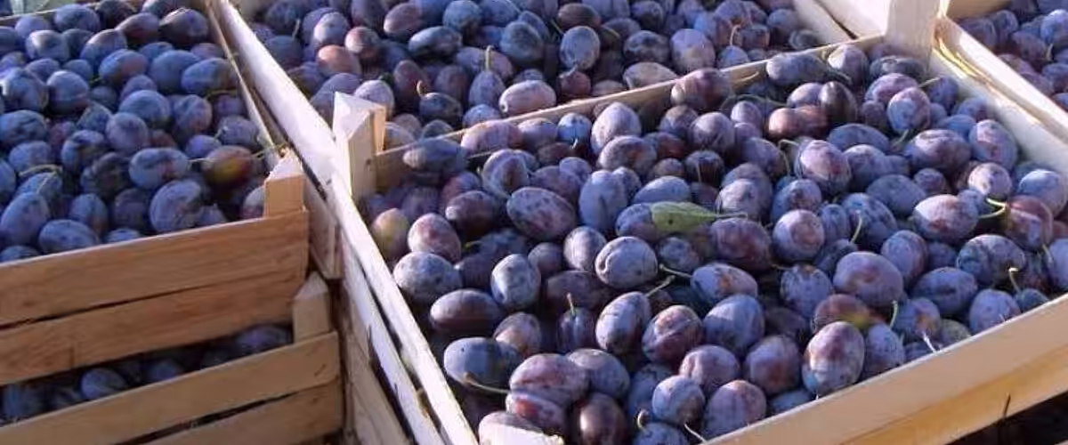 Anul trecut, în UE au fost exportate 81% din toate prunele moldovenești (INFOGRAFICE)