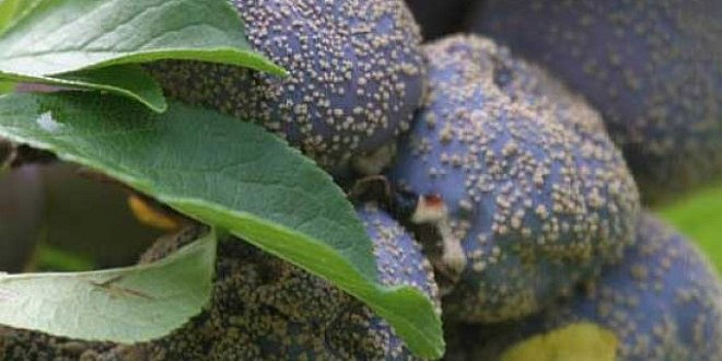 Bolile pomilor: combaterea moniliozei