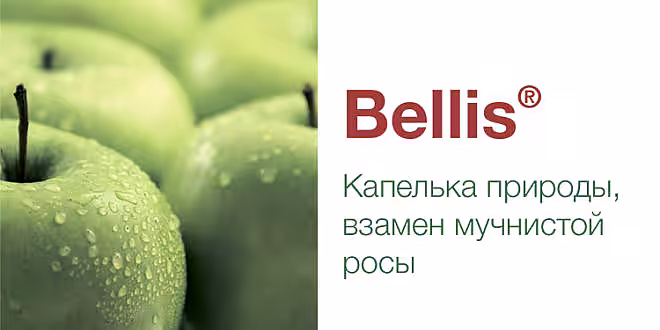 Bellis – надежность, широкий спектр защитного действия до и после сбора урожая