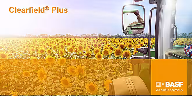 Pulsar Plus - o decizie echilibrată pentru floarea-soarelui