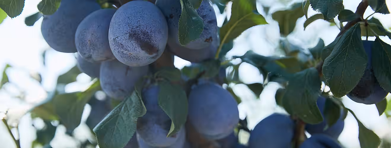 Cantitatea de prune moldovenești exportată în UE – aproape dublă, comparativ cu 2022
