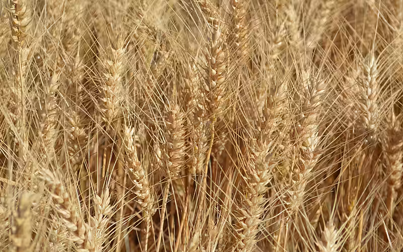 Rezultatele obținute la cultivarea grâului de toamnă „Euclide” și schema de protecție folosită