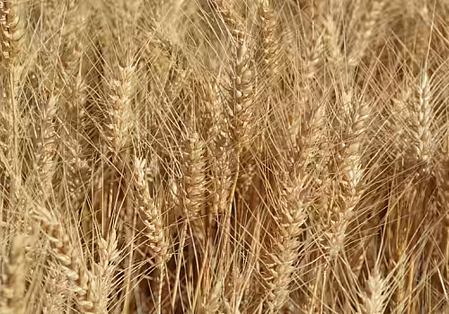 alt_Rezultatele obținute la cultivarea grâului de toamnă „Euclide” și schema de protecție folosită