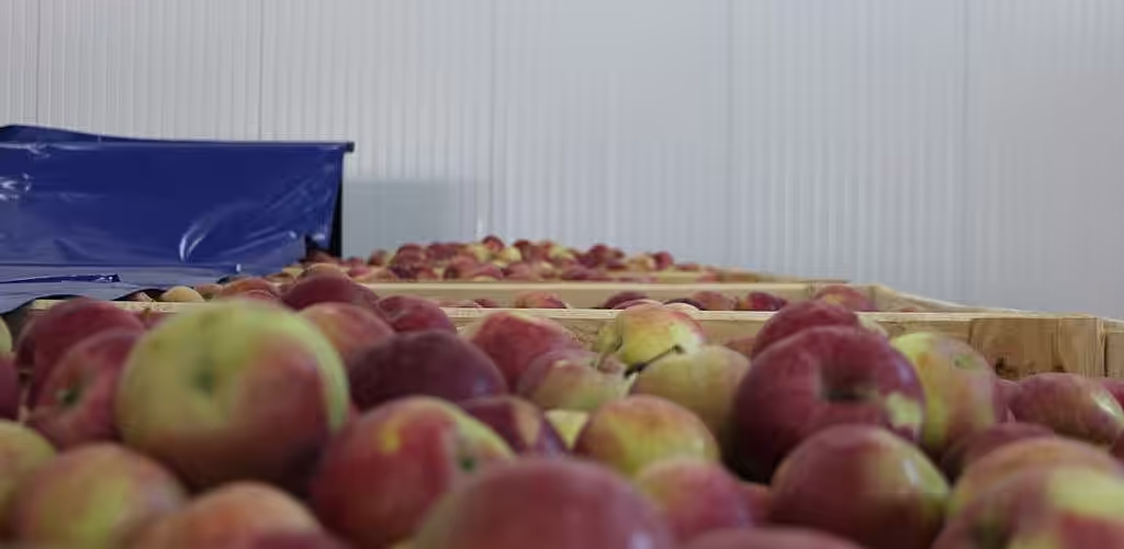 Câte mere au rămas în frigiderele din Moldova spre vânzare în perioada iarna-primăvara?
