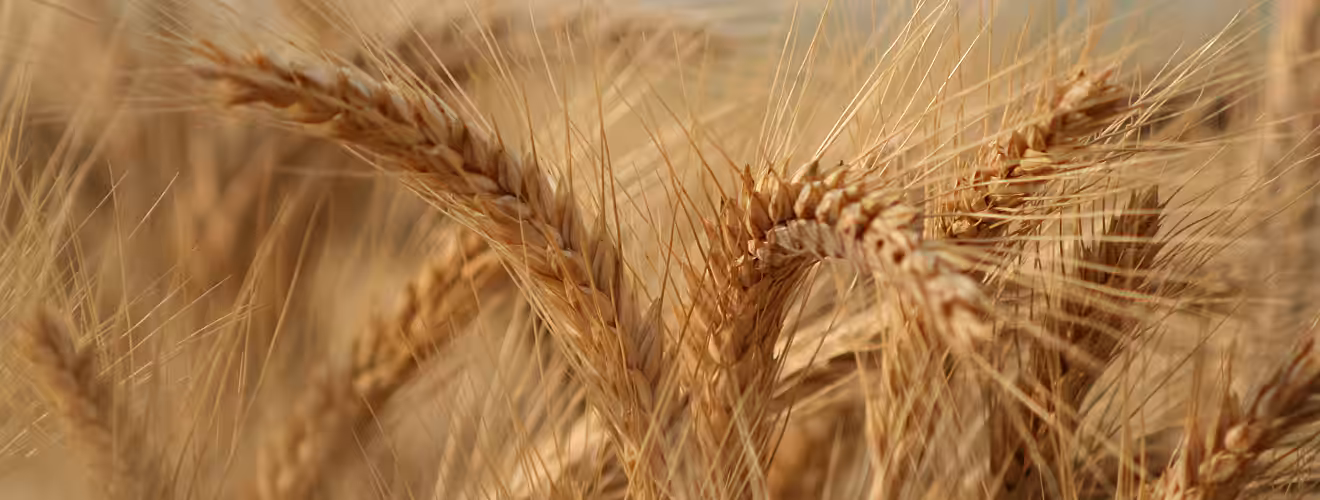 Fertilizarea cu Sulf a cerealelor