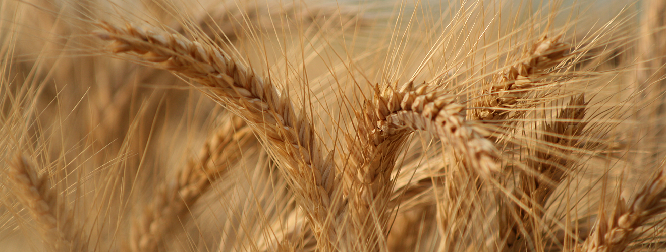 Fertilizarea cu Sulf a cerealelor