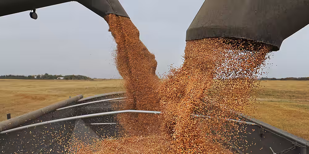 Reuters: Exporturile de cereale ale Ucrainei au scăzut cu 38% în ultimele cinci luni