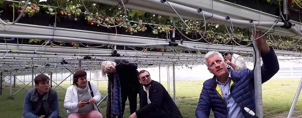Lecții învățate din experiența producătorilor de căpșun din Olanda