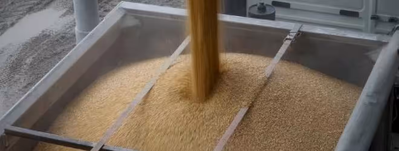 Cine profită de prețul mic al cerealelor? Achiziții masive de porumb și orz în ultimele săptămâni