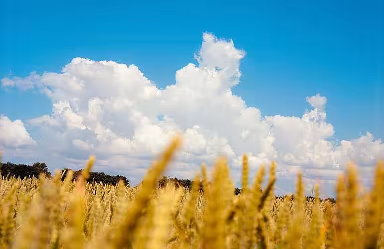 Cel mai mare producător de cereale din UE anunță cea mai slabă recoltă din ultimii 40 de ani