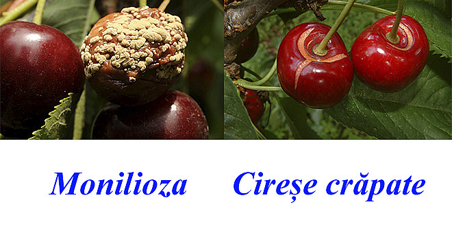 Cum să salvăm recolta de cireșe?