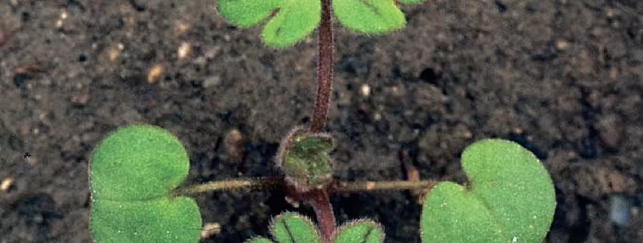 Герань виды / Buchet