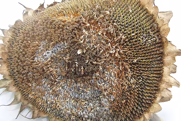 Болезни подсолнечника. Белая гниль подсолнечника /Sclerotinia sclerotiorum/ Putregaiul alb al florii soarelui