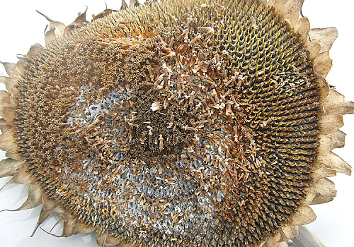 alt_Болезни подсолнечника. Белая гниль подсолнечника /Sclerotinia sclerotiorum/ Putregaiul alb al florii soarelui