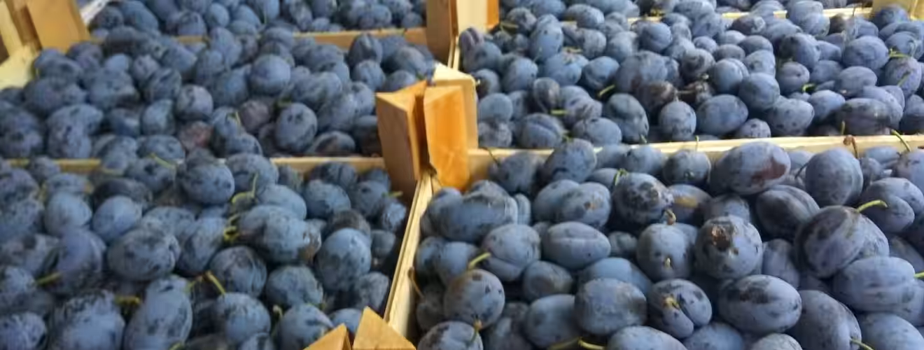 Primele prune moldovenești exportate în Italia