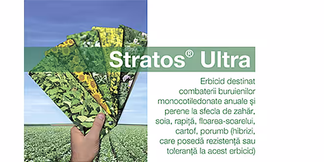 Stratos Ultra – cea mai eficientă soluție în combaterea buruienilor și samuraslei în cultura de rapiță