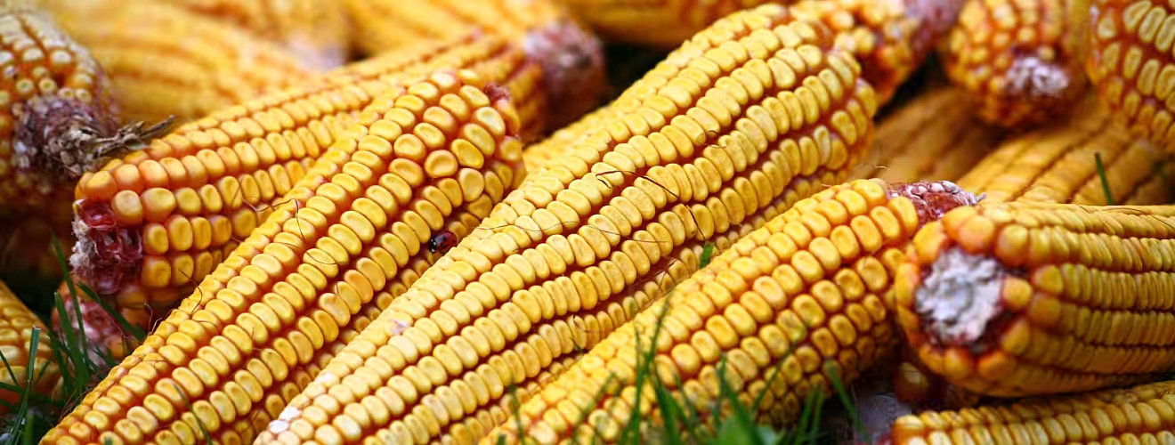 În 2021, Moldova a înregistrat cea mai mare creştere a producţiei agricole din cei 30 de ani de independenţă