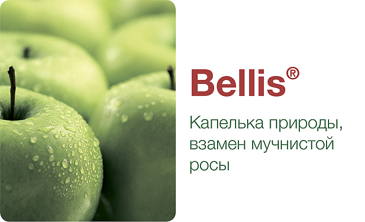Bellis® - описание и характеристика продукта
