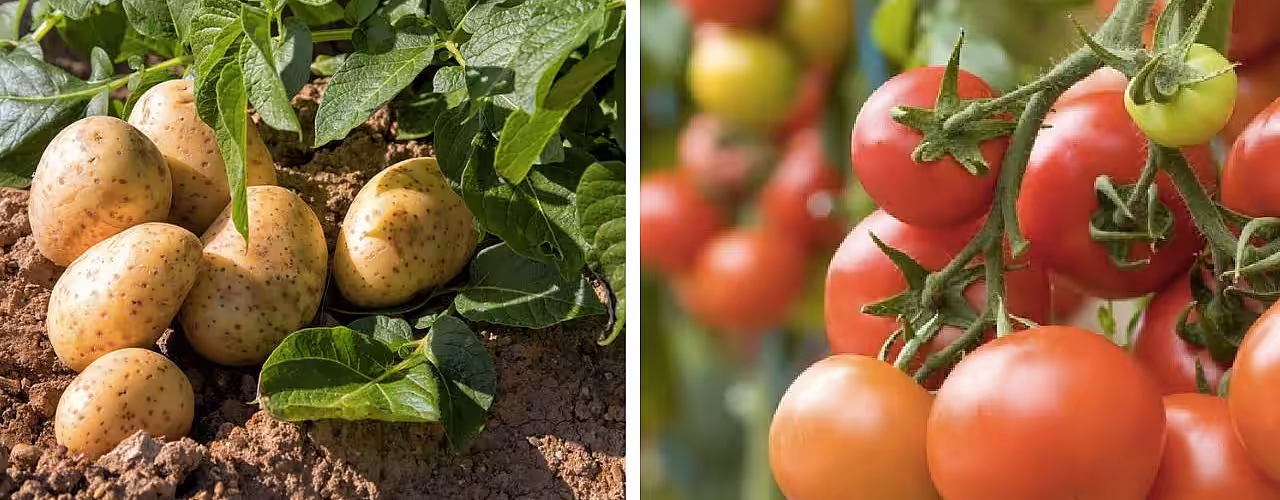 Șapte perechi de plante care nu trebuie cultivate împreună
