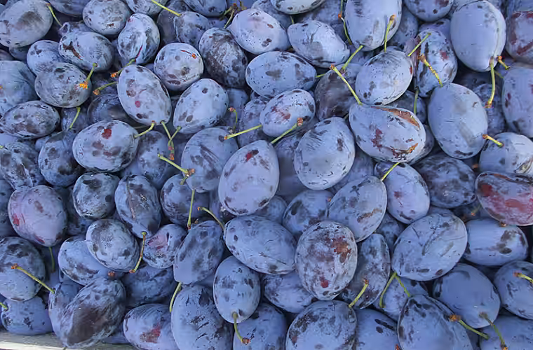 Peste 3 400 tone de prune moldovenești au fost exportate în iulie