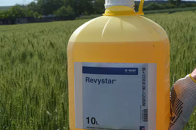 Avertizare fitosanitară de boli la grău