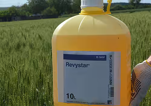 alt_Avertizare fitosanitară de boli la grău