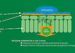 delan-rapan-frunze_1540x866.webp delan-rapan-frunze_1540x866.webp