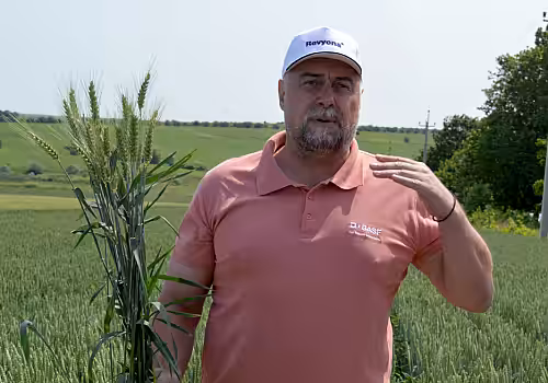 alt_Protecția grâului de toamnă în condițiile anului 2025 în nordul Moldovei
