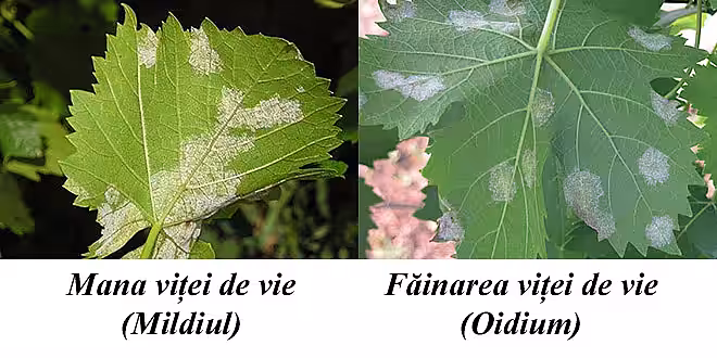 Avertizare fitosanitară: mana și făinarea la vița de vie – 2 iunie 2020