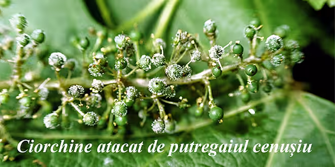 Avertizare fitosanitară de boli la vița de vie – 22 iunie: putregaiul cenușiu