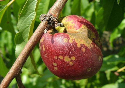alt_Combaterea bolilor la piersic cu ajutorul fungicidului Delan WG