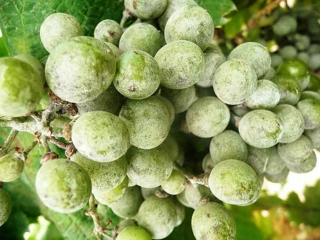Avertizare fitosanitară de boli la vița de vie - 7 august