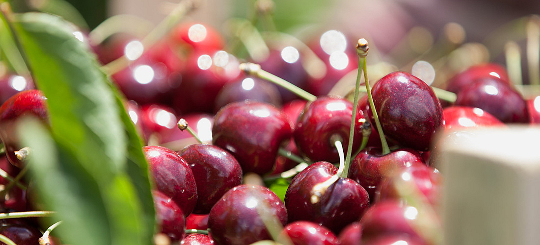 Producătorii de fructe sâmburoase, invitați să participe la un webinar