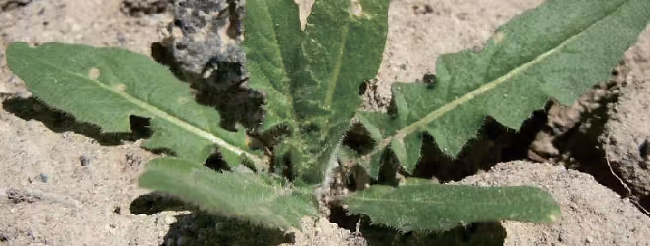 Гулявник лёзеля / Voinicică (Sisymbrium loeselii)