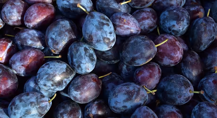 Republica Moldova – cel mai mare exportator de prune în Germania