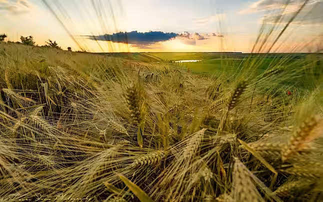 Cu cât trebuie să crească productivitatea agricolă mondială în următorul deceniu pentru a elimina foametea