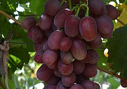 2022_09_anyuta.jpg