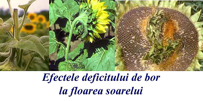 Fertilizarea foliară cu bor la floarea soarelui
