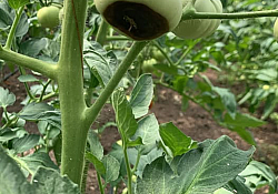 2025_05_calciu6.jpg