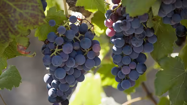 Franța va cheltui 130 de milioane de euro pentru defrișarea plantațiilor de viță de vie, pe fondul supraproducției de vin