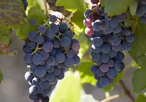 alt_Franța va cheltui 130 de milioane de euro pentru defrișarea plantațiilor de viță de vie, pe fondul supraproducției de vin