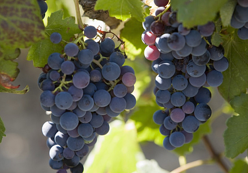alt_Franța va cheltui 130 de milioane de euro pentru defrișarea plantațiilor de viță de vie, pe fondul supraproducției de vin