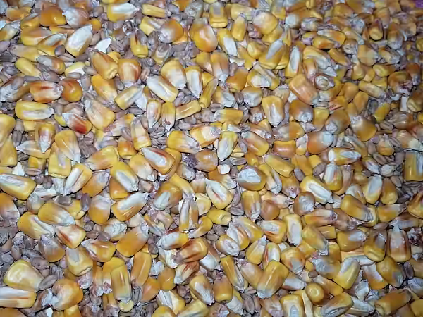 Producţie agricolă bună – stocuri în scădere