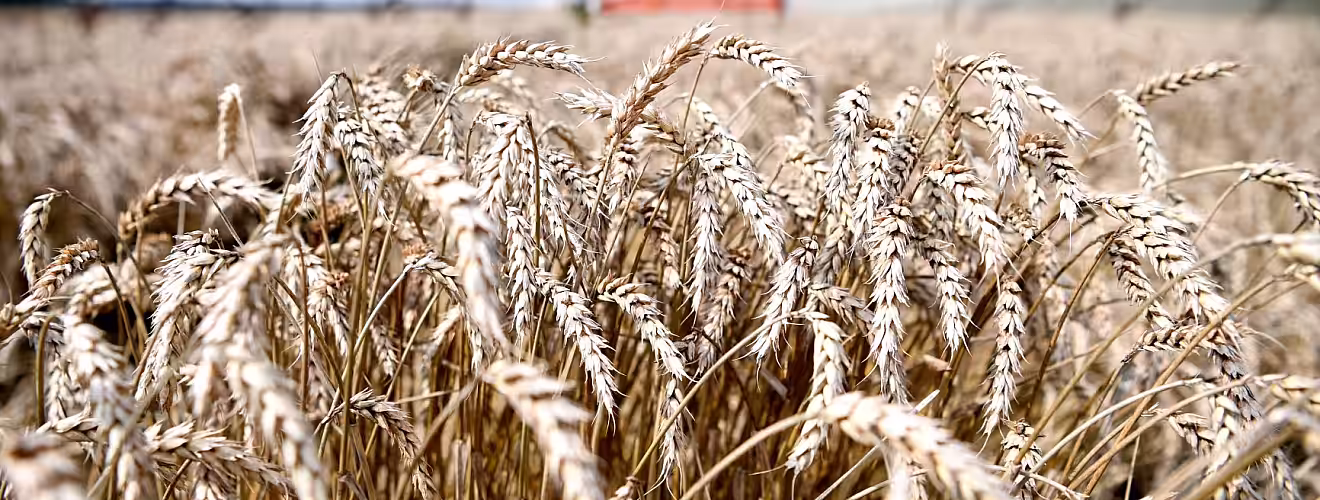 Analiză: Producțiile de 6 t/ha grâu, 3,5 t/ha rapiță și 8 t/ha porumb nu acoperă costurile de producție în Polonia