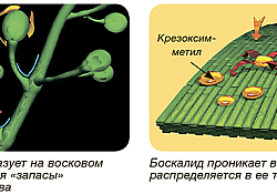 2017_03_collis-actiune.jpg