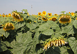 2018_07_Terramis1.jpg 2018_07_Terramis1.jpg