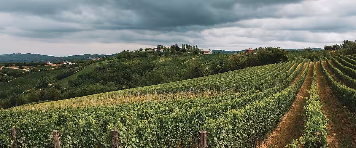 Cum să depășești stresul abiotic la Chardonnay și alte soiuri de struguri?