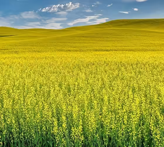 InVigor InV1266 CL - un hibrid Clearfield de rapiță de toamnă, bine adaptat la clima din Republica Moldova // Video