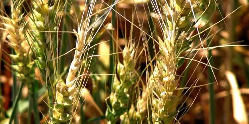 Avertizare fitosanitară de boli la cereale - 27 mai 2025